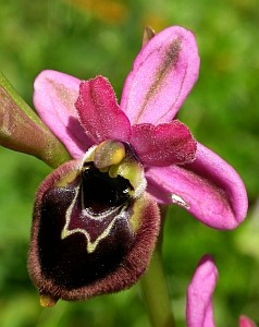 Hybrid Sawfly-Early Spider Ophrys - Ophrys tenthredinifera x sphegodes © Teresa Farino